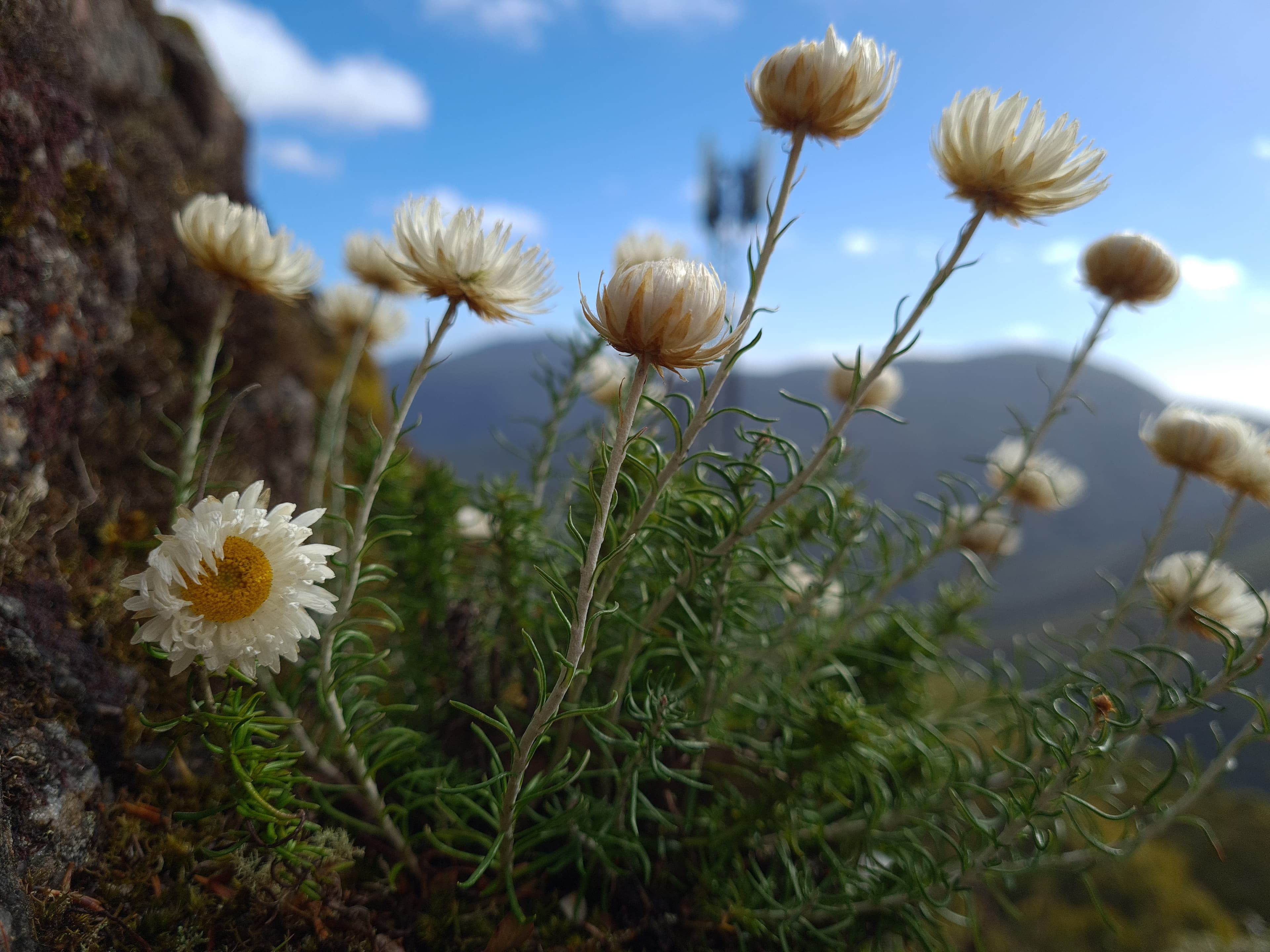 Everlasting Web Services background - patch of everlasting flowers on a mountain